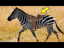 Image result for co_to_znaczy_zebra