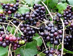 Image result for Locklear Muscadine Noble Muscadine Dry Locklear