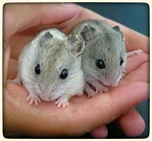 Image result for 2 Dwarf Hamsters