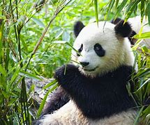 Image result for Extinct Giant Panda