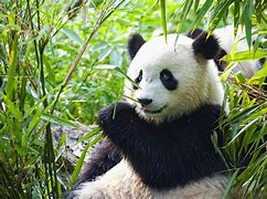 Image result for Giant Panda Habitat China