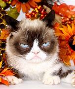 Image result for Original Grumpy Cat
