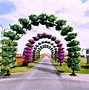Image result for Dubai Flower Garden