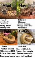 Image result for Ball Python Memes