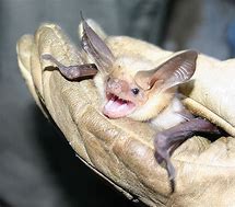 Image result for The Pallid Bat