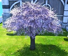 Image result for Eastern Cherry Tree