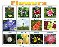 Image result for Outdoor Plants with Names