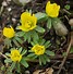 Image result for Eranthis hyemalis Sachsengold