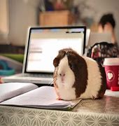 Image result for Smart Guinea Pig