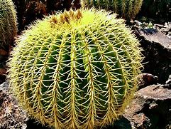 Image result for Golden Barrel Cactus in Desert