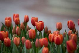 Image result for Yellow Faded in Red Flowers