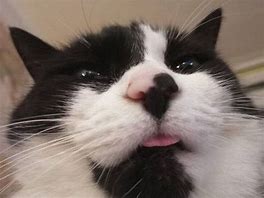 Image result for Goofy Cat Profile