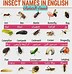 Image result for All Types of Insects