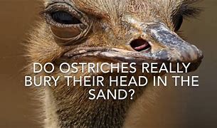 Image result for Turkey Burying Its Head in Sand