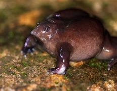 Image result for Purple Frog