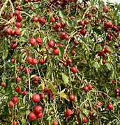 Image result for Weeping Crab Apple Tree