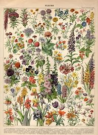 Image result for Botanical Illustration