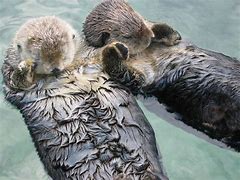 Image result for Otters Hold Hands