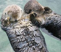 Image result for Otter Hands