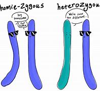 Image result for Genotype Cartoon