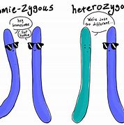 Image result for Heterozygous vs Homozygous FH