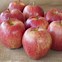 Image result for Pic of Many Apple