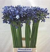 Image result for Agapanthus Intermedia