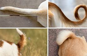 Image result for Snap Dog Tail