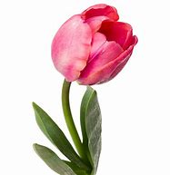 Image result for One Tulip Flower