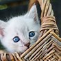 Image result for Orange and White Cat Blue Eyes
