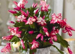 Image result for Growing Christmas Cactus Indoors