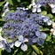 Hydrangea serrata Bluebird 的图像结果