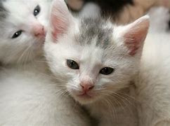 Image result for kittens