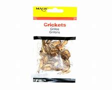 Image result for Preserved Crickets