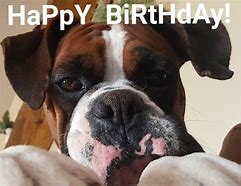 Image result for Happy Birthday Boxer Dog Meme