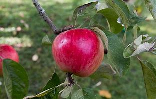 Image result for Asiatic Apple