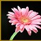 Image result for Light Pink Daisy