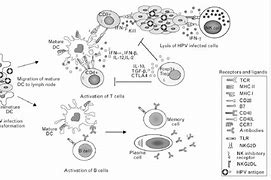 Image result for Human Papillomavirus Early Stages