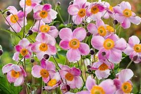 Image result for Anemone hupehensis Little Princess ®