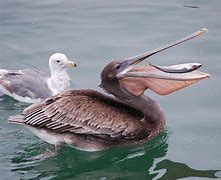 Image result for Pelican Eating