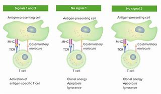 Image result for T-cell Activation Animation
