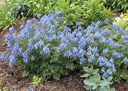 Bildresultat för Corydalis curviflora var. rosthornii Blue Heron