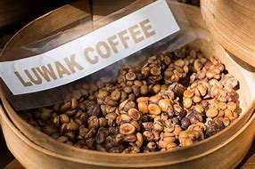 Image result for Most Expensive Coffee Beans Kopi Luwak