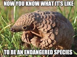 Image result for Endangered Animal Meme