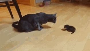 Image result for Moving Cat