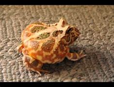 Image result for Angry Pacman Frog