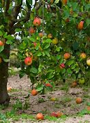 Image result for Macintosh Apple Trees