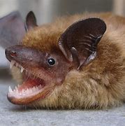 Image result for Little Brown Bat