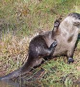 Image result for North American River Otter Swimming