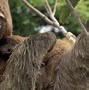 Image result for Bell Sloth